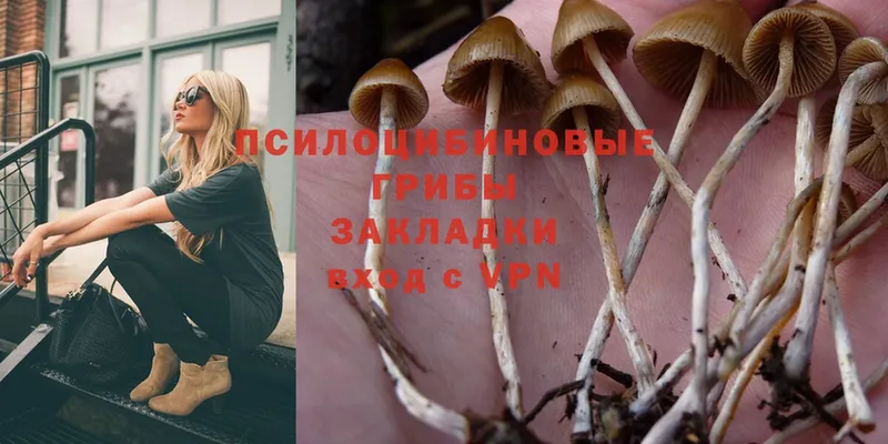 Галлюциногенные грибы Psilocybine cubensis  что такое   Дудинка 